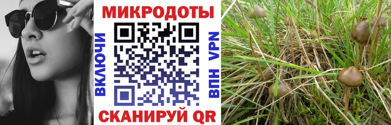 Галлюциногенные грибы прущие грибы  наркошоп  Гдов 